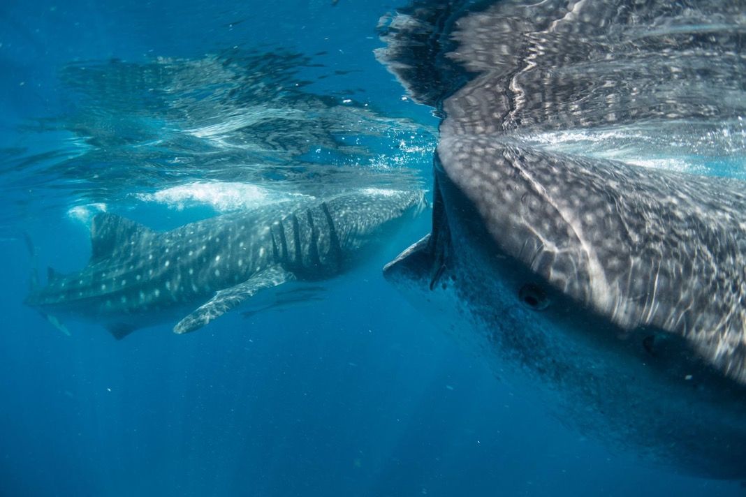 Whale sharks prefer to roam shallow seas with 50 metre depth. This makes them exceptionally vulnerable to ship collisions and fishing nets. Photo courtesy Francesca Reina 