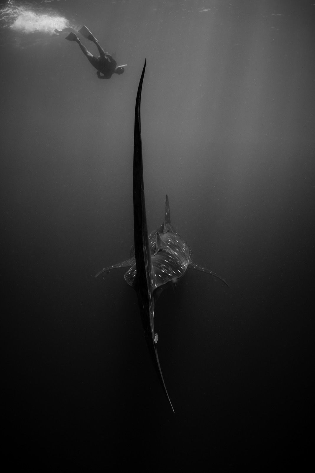 A freediver gets a look at passing whale shark in Yucatán, Mexico. Photo courtesy Brett Monroe Garner