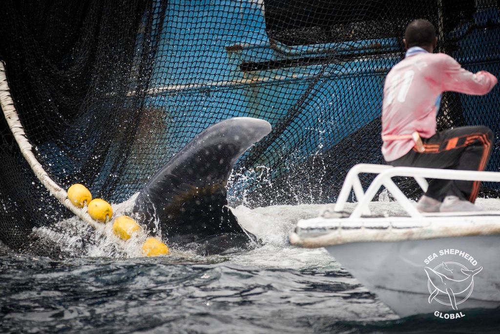 Sea Shepherd crew of the BOB BARKER rescued a Whale Shark from a tuna seine net off the coast of Gabon in July 2016. Photo Courtesy Simon Ager/ Sea Shepherd