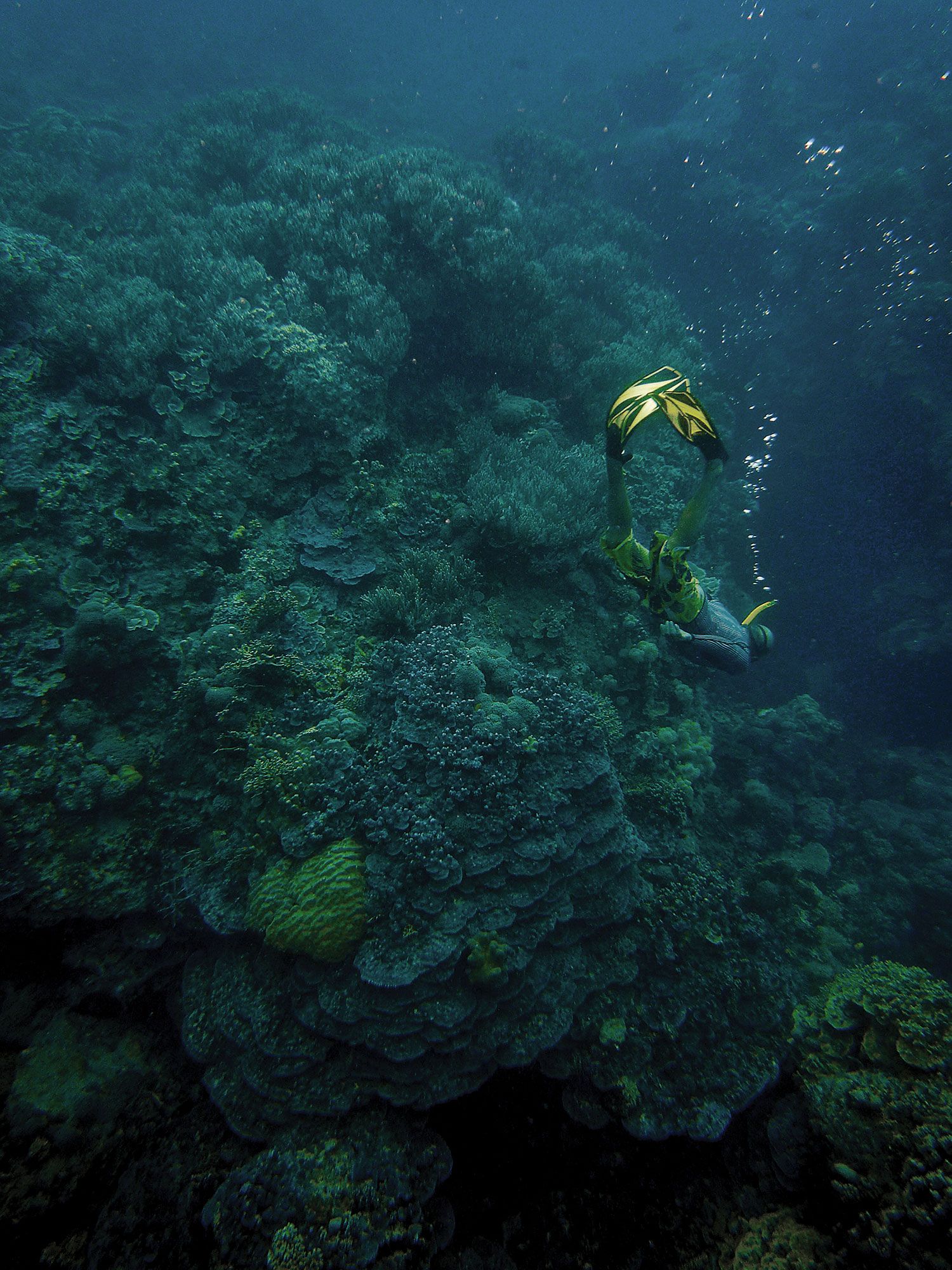  The Temotu Province of the Solomon Islands boasts pristine reefs with jaw-dropping diversity of coral and fish. So far, these remote islands have avoided the industry, industrial agriculture, concentrated tourism, and dense population centers that have severely damaged so many coral reefs around the world.