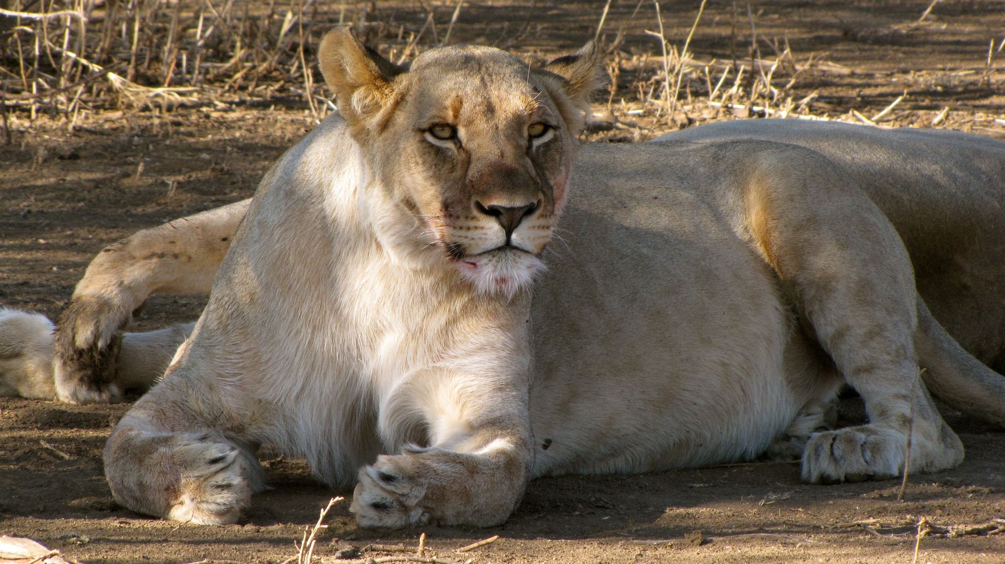 Feeling fat after a big meal... Photo © Anna Tinker