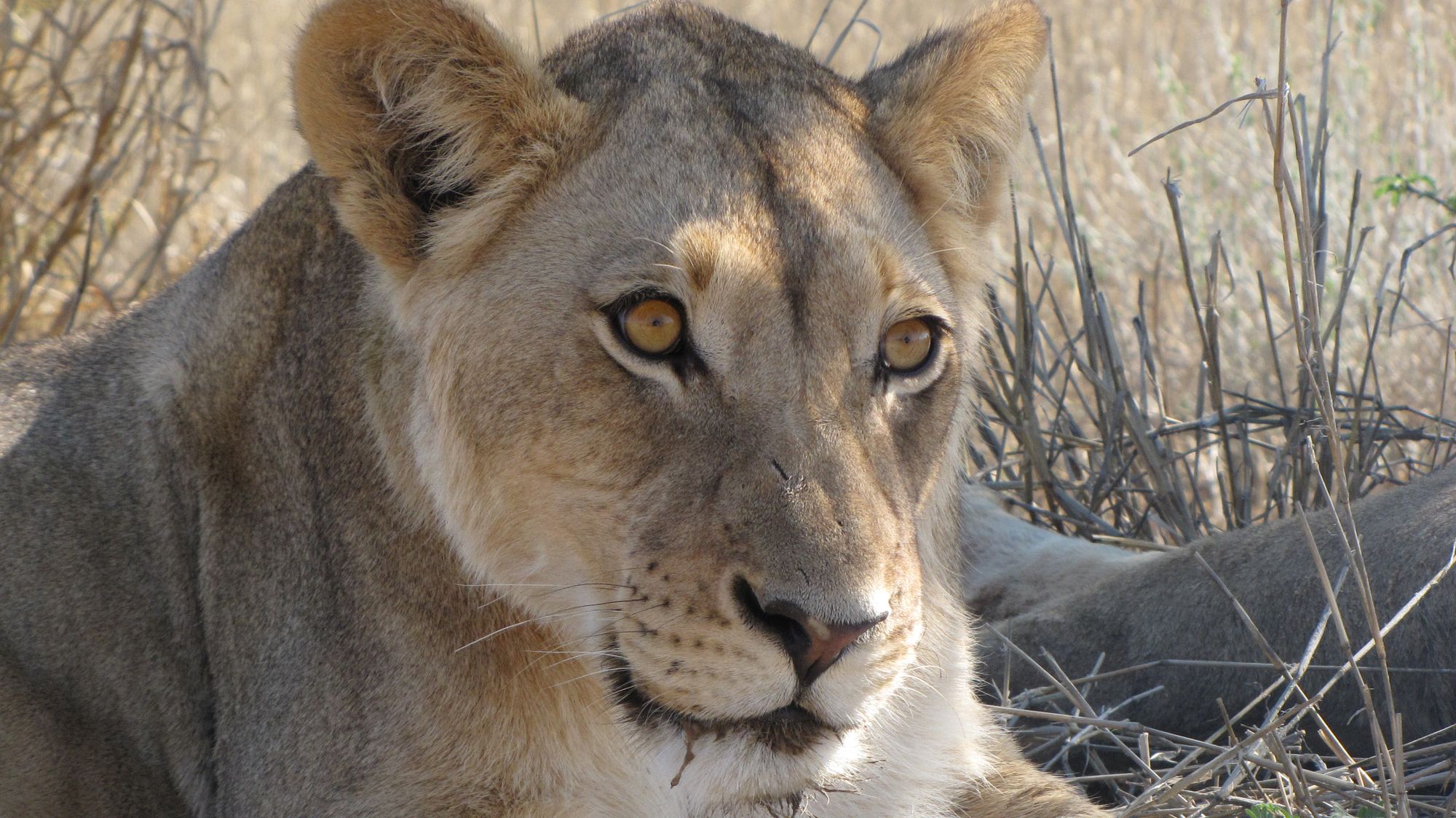 A lion can stare straight through your soul...Photo © Anna Tinker