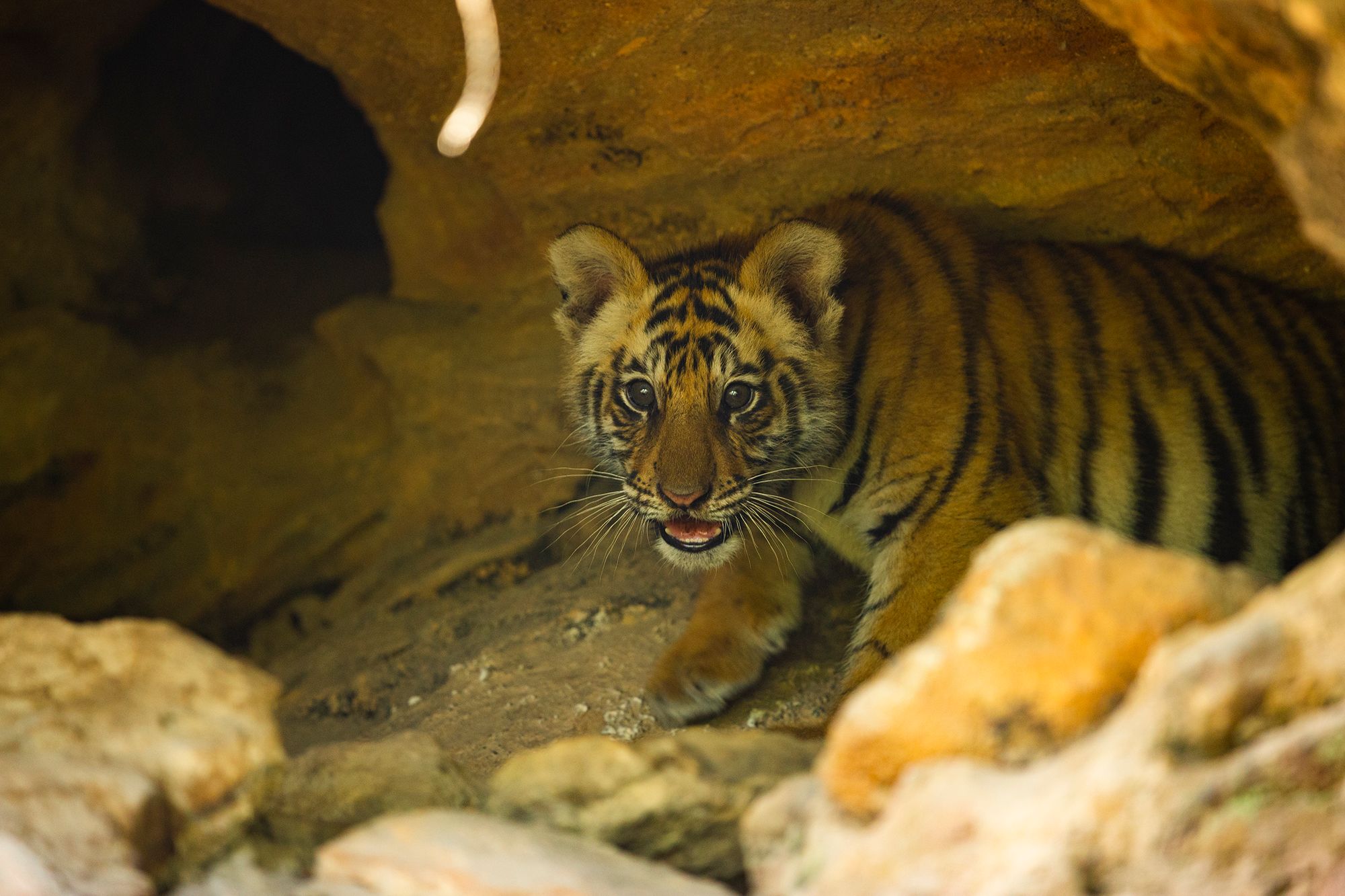 tiger cub