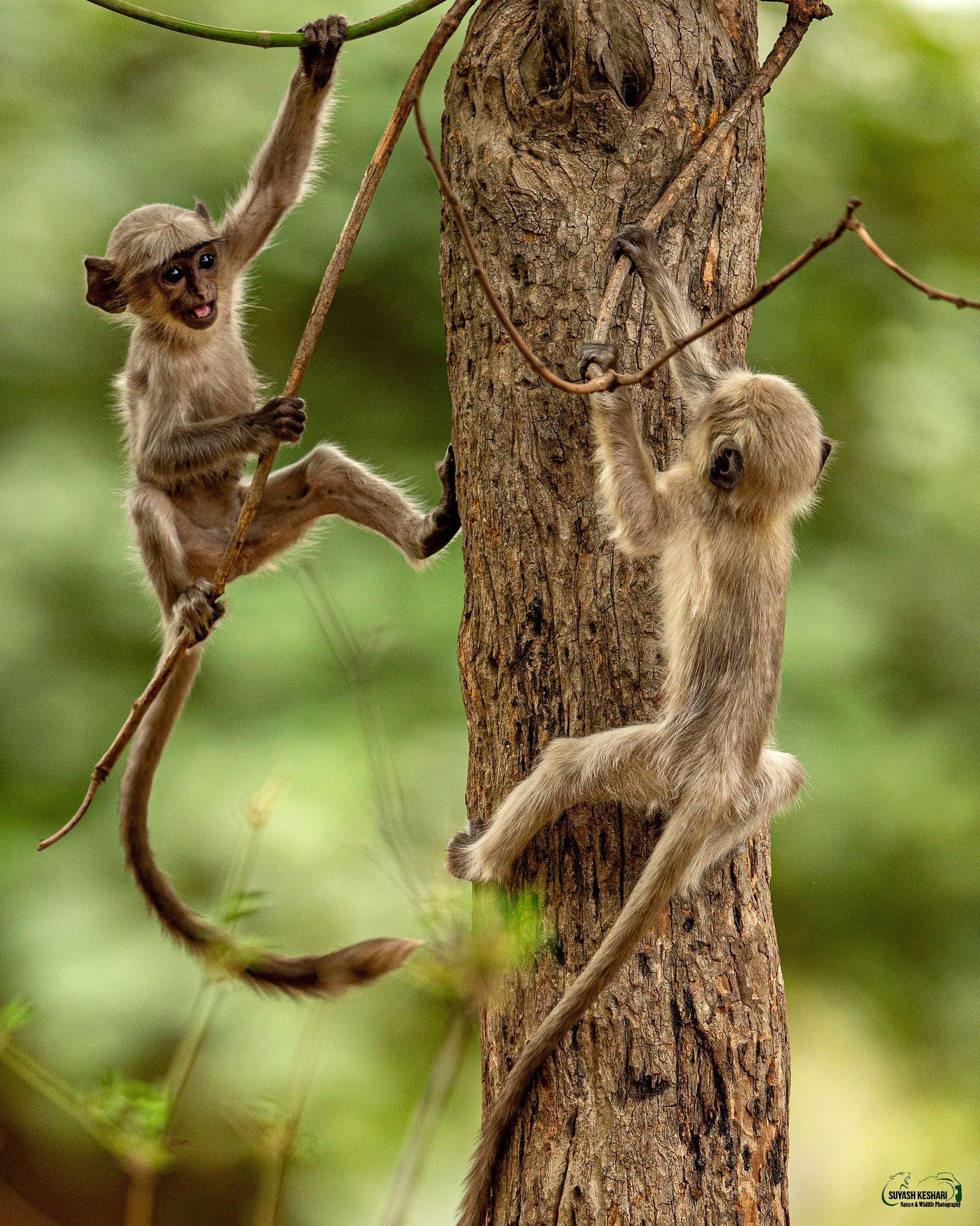 Langur_sk