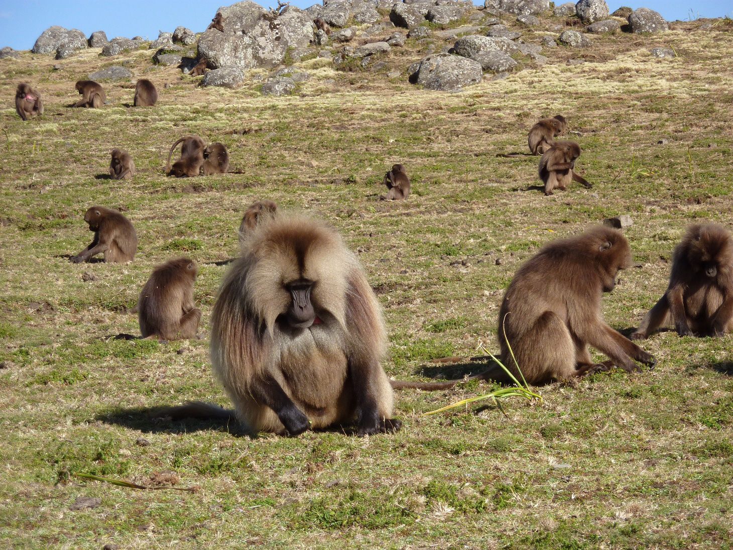 The Gelada Monkeys