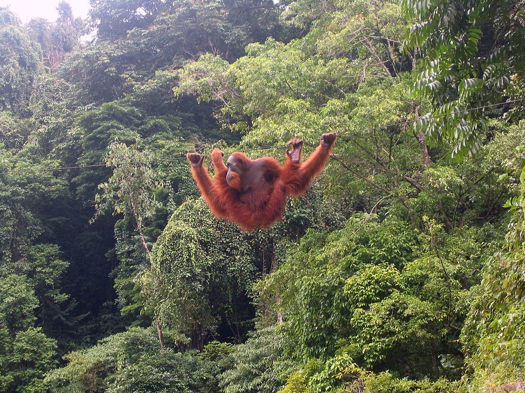 A Sumatran Orangutan at Bukit Lawang, Indonesia. The population of orangutans as well as tigers in these regions has been threatened due to the depletion of forest cover for palm oil/ Photo © Tbachner/Wikimedia Commons