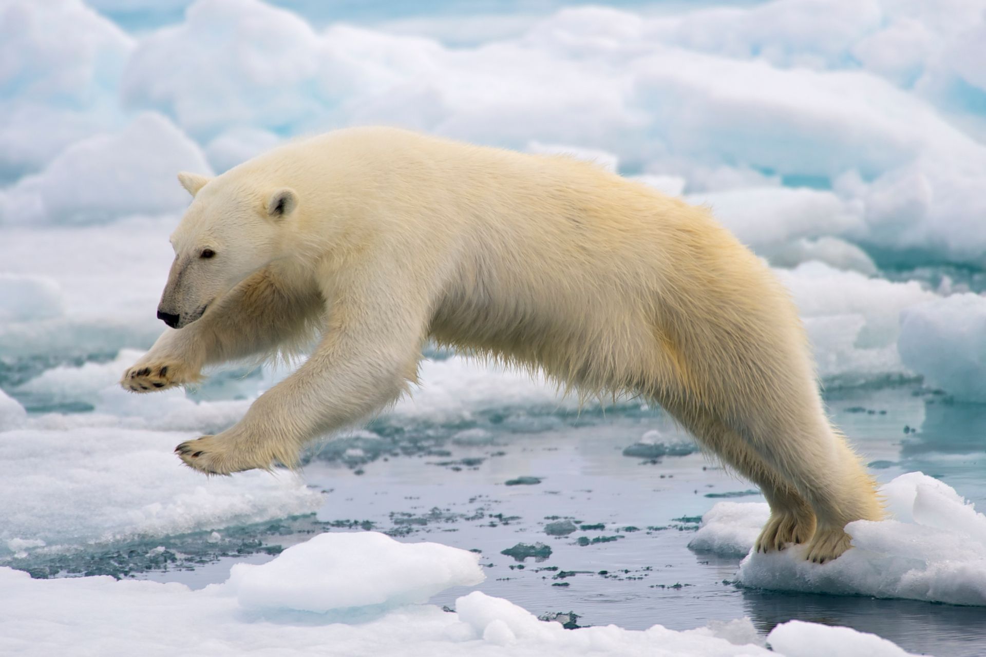 A frame-filling portrait of a male polar bear (Ursus maritimus) jumping in the pack ice. The young male, probably due to a mix of curiosity and hunger, got really close to our ship - less than 20 meters. Svalbard, Norway.