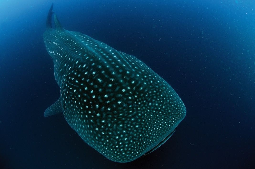 Each whale shark has a unique pattern, much like humans’ fingerprints. Photo courtesy Pierre-Yves Cousteau/Cousteau Divers